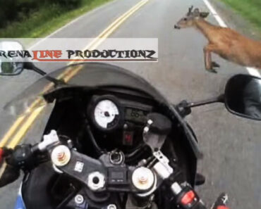 Motorcycle vs deer : Unbelievable bike – control at 85 mph!