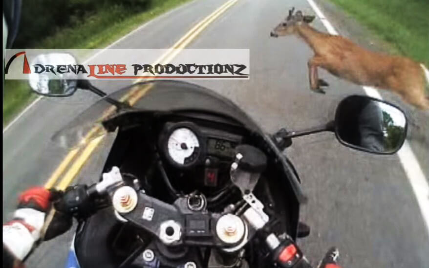 Motorcycle-rider-vs-deer-2