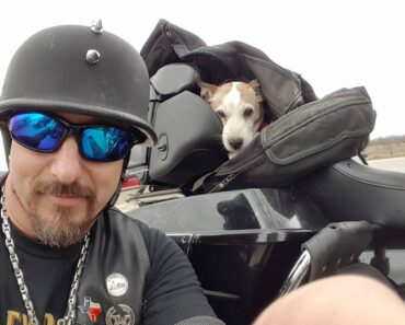 Motorcyclist Rescues Little Dog He Saw Being Beaten And Thrown To Side Of Highway !