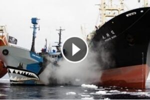 Insane Ocean Collisions Between Sea Shepherd And Japanese Whalers Are AMAZING!