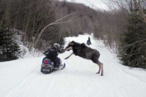 Moose Picked The Wrong Guy To Attack On A Snowmobile!