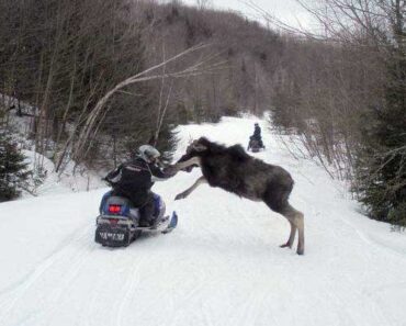 Moose Picked The Wrong Guy To Attack On A Snowmobile!