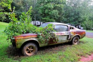 This ’67 Shelby GT500 Has Been Rotting in a Yard for 20 Years!