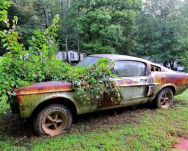This ’67 Shelby GT500 Has Been Rotting in a Yard for 20 Years!