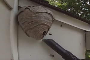 Baldfaced Hornet Nest Removed From Under House Overhang!
