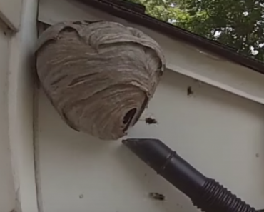Baldfaced Hornet Nest Removed From Under House Overhang!