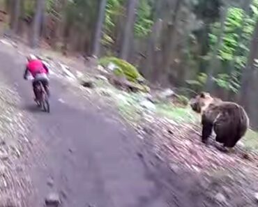 Rider Charged by Bear at Bike Park!