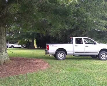 Wow!! This Truck Pulled Down The Tree Without Ease! Watch!