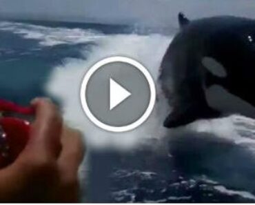 Orca Killer Whales DRAG RACING Against A Small Speedboat!