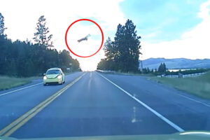 Watch A Deer Hit By A Car Do Its Best Impression Of A Punted Football!
