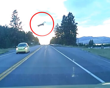 Watch A Deer Hit By A Car Do Its Best Impression Of A Punted Football!